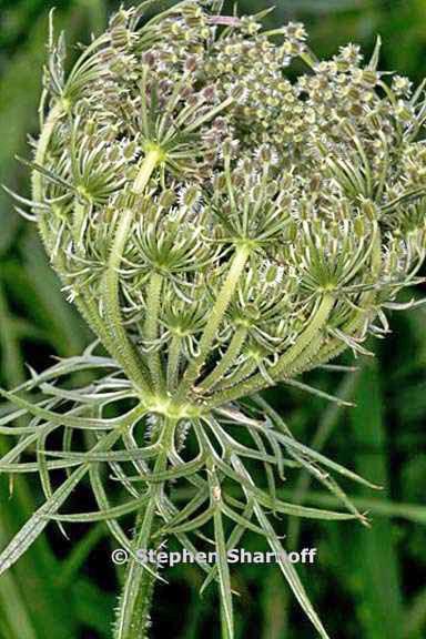 daucus carota 4 graphic